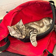 Nalla participe au concours pour gagner de l'argent avec cette photo : cat, kitten, sleeping, backpack, red, indoor, floor, tile, striped, paw, cozy, pet, resting, young, fur, cute, animal, small, relaxed, domestic