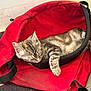 cat, kitten, sleeping, backpack, red, indoor, floor, tile, striped, paw, cozy, pet, resting, young, fur, cute, animal, small, relaxed, domestic
