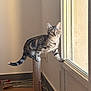 Nalla participe au concours pour gagner de l'argent avec cette photo : cat, kitten, tabby, scratching_post, indoor, window, toy_mouse, curious, balancing, furniture, floor, cords, cardboard, natural_light, pet, animal, whiskers, alert, paw, striped_fur