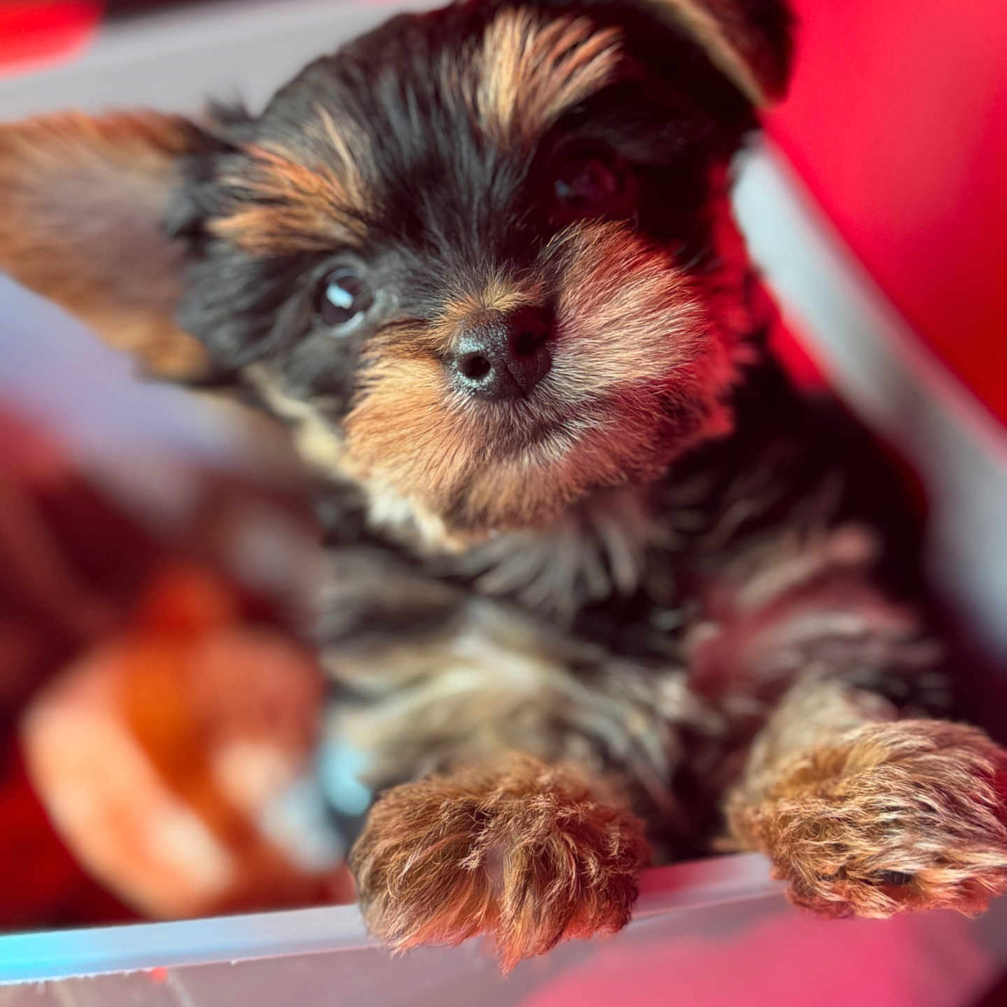 Toby is registered to the contest to win money with this photo: airedale, animal, canine, cat, cockerspaniel, dog, head, kitten, papillon, person, pet, puppy, terrier