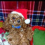 background, blue_collar, christmas, cozy, curly_fur, cushion, cute, decor, dog, festive, fluffy, furry, holiday, indoor, pet, plaid, red, relaxed, santa_hat, small_dog