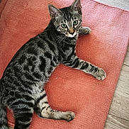 éli a rejoint le concours — aidez-le/la à gagner de superbes lots ! cat, tabby_cat, pet, animal, feline, indoor, rug, coral, orange, floor, wooden_floor, laying_down, resting, curious, green_eyes, striped_fur, whiskers, paw, relaxed, closeup