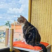 Boubouille a rejoint le concours — aidez-le/la à gagner de superbes lots ! cat, tabby, orange_cushion, balcony, outdoor, sky, clouds, urban, building, fence, tail, wooden_support, window, daylight, pet, animal, domestic_cat, side_view, resting, curious