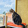 cat, tabby, orange_cushion, balcony, outdoor, sky, clouds, urban, building, fence, tail, wooden_support, window, daylight, pet, animal, domestic_cat, side_view, resting, curious