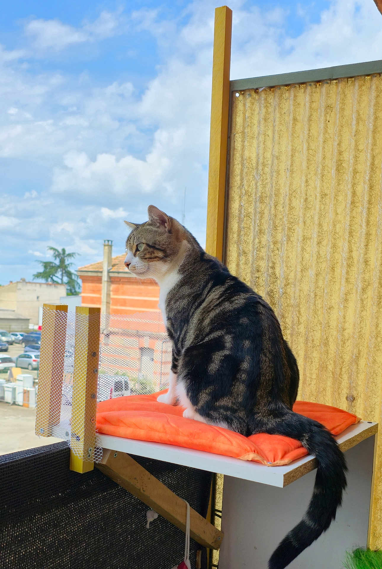 Boubouille a rejoint le concours — aidez-le/la à gagner de superbes lots ! cat, tabby, orange_cushion, balcony, outdoor, sky, clouds, urban, building, fence, tail, wooden_support, window, daylight, pet, animal, domestic_cat, side_view, resting, curious