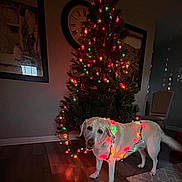 Belle is registered to the contest to win money with this photo: dog, christmas_tree, christmas_lights, indoor, holiday, decorations, wood_floor, wall_clock, chair, rug, pet, festive, lights, animal, room, canine, decor, celebration, home, curious