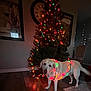 dog, christmas_tree, christmas_lights, indoor, holiday, decorations, wood_floor, wall_clock, chair, rug, pet, festive, lights, animal, room, canine, decor, celebration, home, curious
