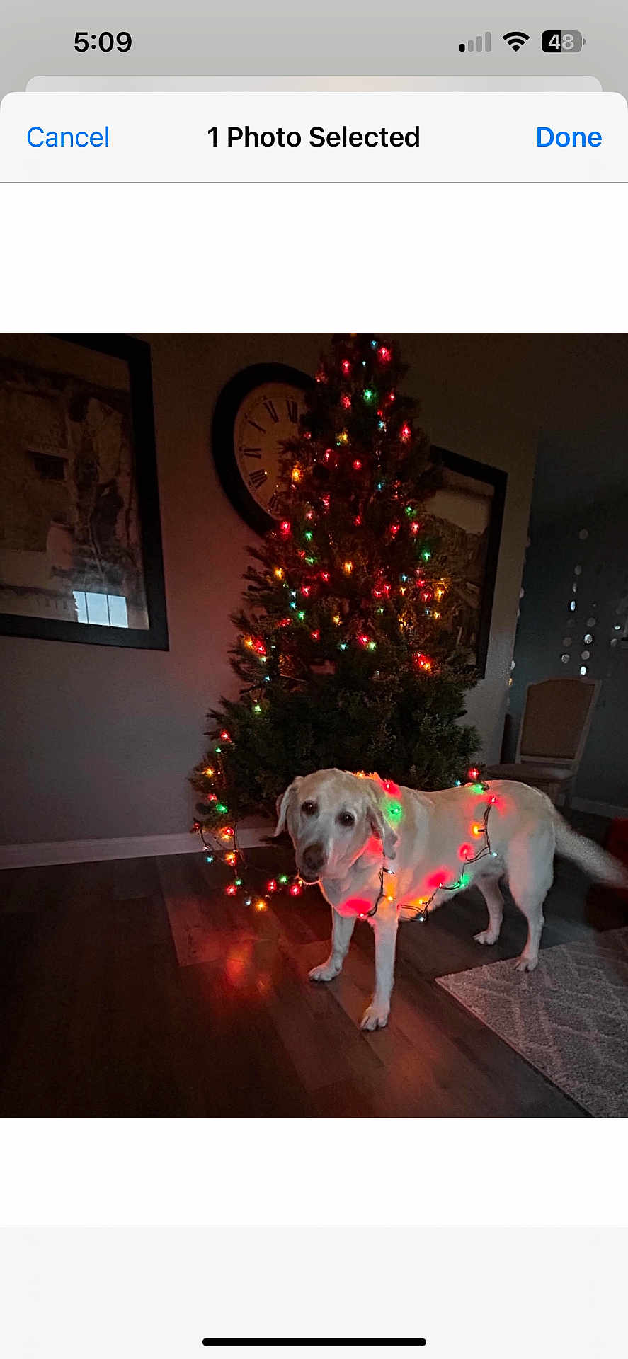 Belle is registered to the contest to win money with this photo: dog, christmas_tree, christmas_lights, indoor, holiday, decorations, wood_floor, wall_clock, chair, rug, pet, festive, lights, animal, room, canine, decor, celebration, home, curious