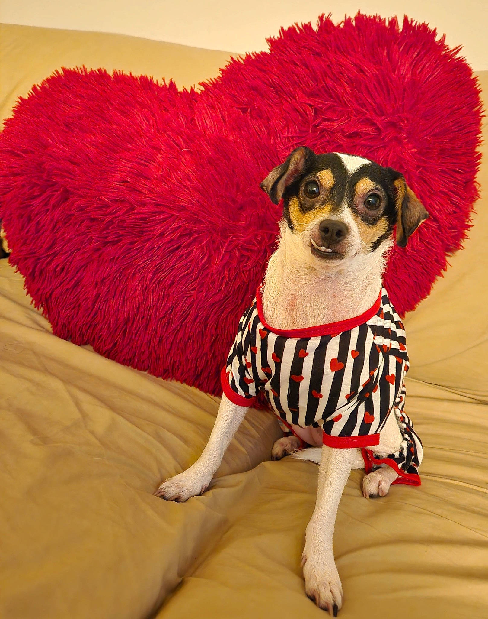 Luna joined the competition — help win amazing prizes! canidae, carnivore, comfort, companion_dog, dog, dog_breed, dog_clothes, dog_supply, eyewear, fashion_accessory, fawn, flooring, fur, pattern, pet_supply, sleeve, snout, sporting_group, sunglasses, working_animal