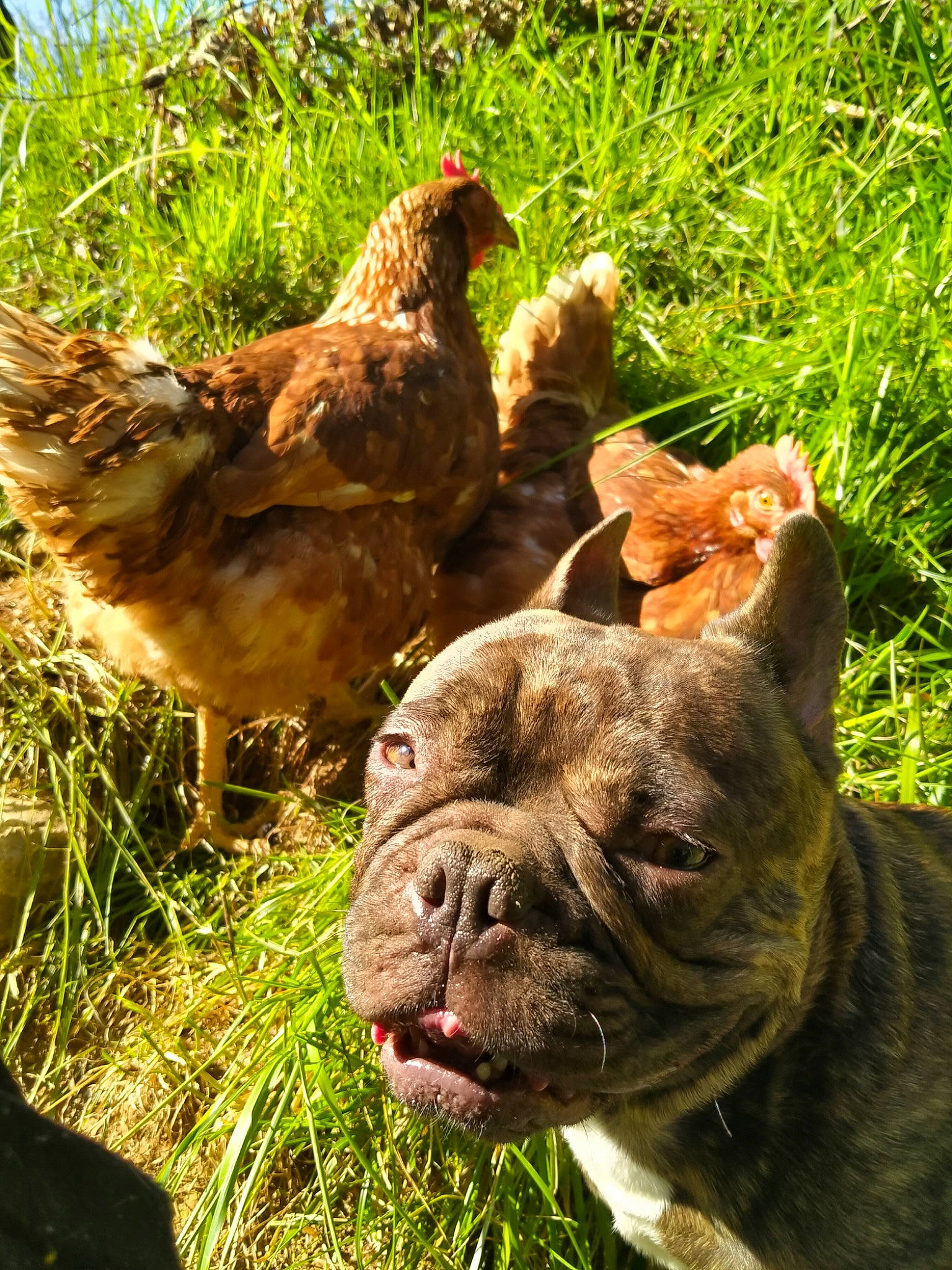 Peanut participe au concours pour gagner de l'argent avec cette photo : beak, bird, bulldog, carnivore, chicken, comb, companion_dog, dog, fawn, galliformes, grass, liver, livestock, phasianidae, plant, poultry, terrestrial_animal, whiskers, working_animal, wrinkle