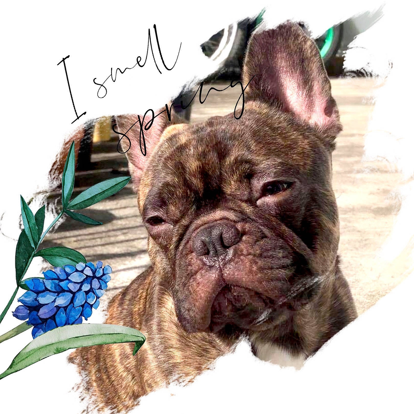 Peanut participe au concours pour gagner de l'argent avec cette photo : bulldog, canidae, carnivore, collar, companion_dog, dog, dog_breed, dog_collar, fawn, font, handwriting, liver, plant, snout, sporting_group, terrestrial_animal, toy_dog, whiskers, working_animal, wrinkle