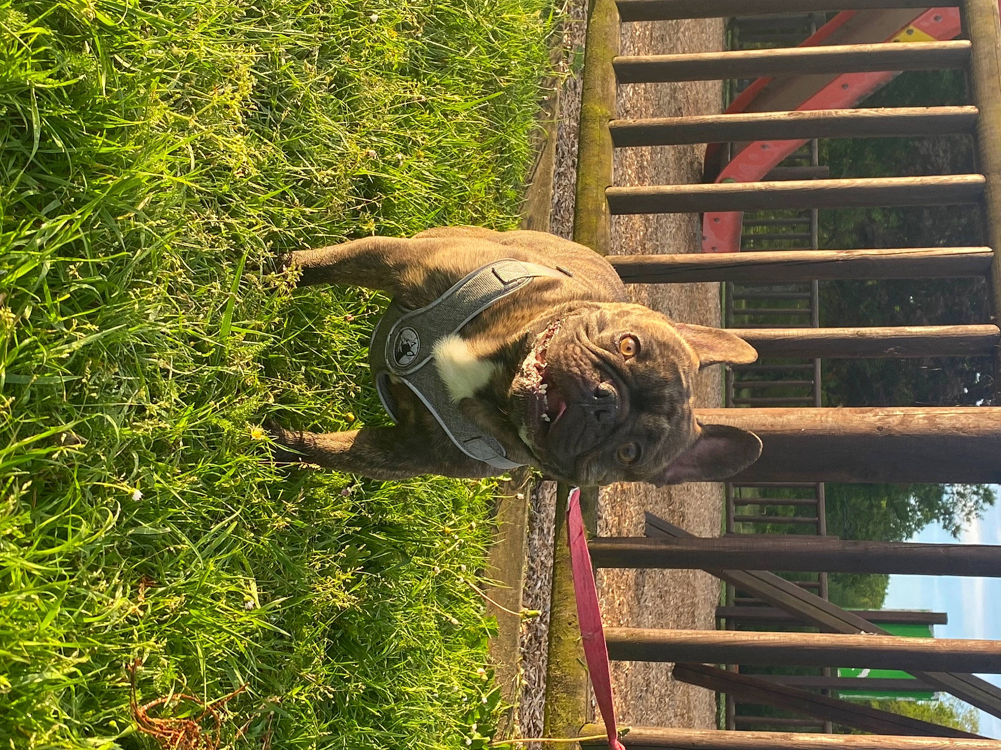 Peanut participe au concours pour gagner de l'argent avec cette photo : beak, canidae, carnivore, dog_breed, fawn, grass, groundcover, guard_dog, liver, pet_supply, plant, snout, sporting_group, tail, terrestrial_animal, tree, wildlife, window, wood, working_animal