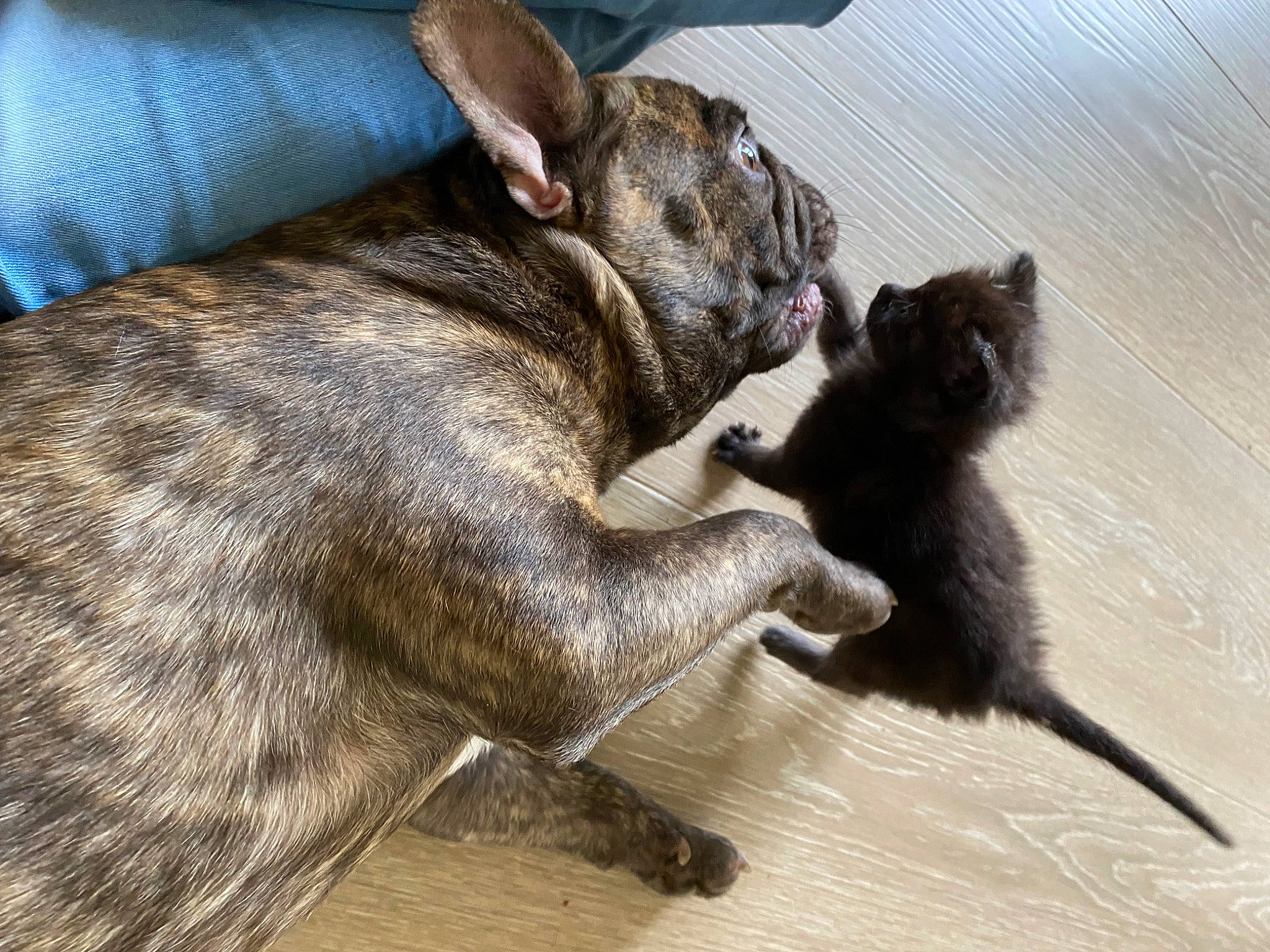 Peanut participe au concours pour gagner de l'argent avec cette photo : canidae, carnivore, claw, dog, dog_breed, ear, fawn, felidae, fur, liver, mammal, paw, rabbit, snout, sporting_group, tail, terrestrial_animal, vertebrate, whiskers, wildlife