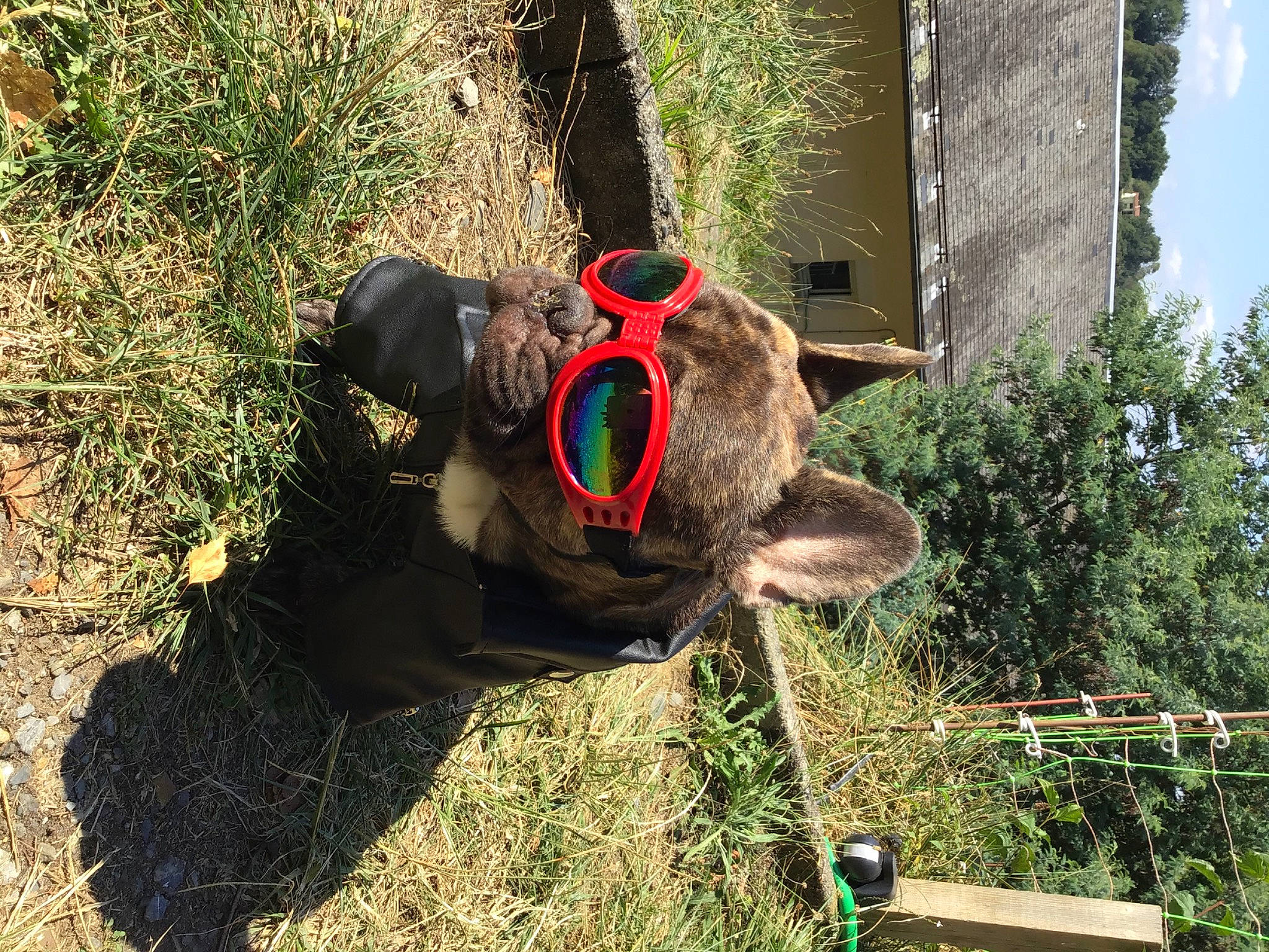 Peanut a rejoint le concours — aidez-le/la à gagner de superbes lots ! automotive_tire, automotive_wheel_system, botany, grass, hat, landscape, plant, shrub, sky, soil, sporting_group, sunglasses, terrestrial_animal, tire, tree, trunk, wheel, wildlife, wood, working_animal