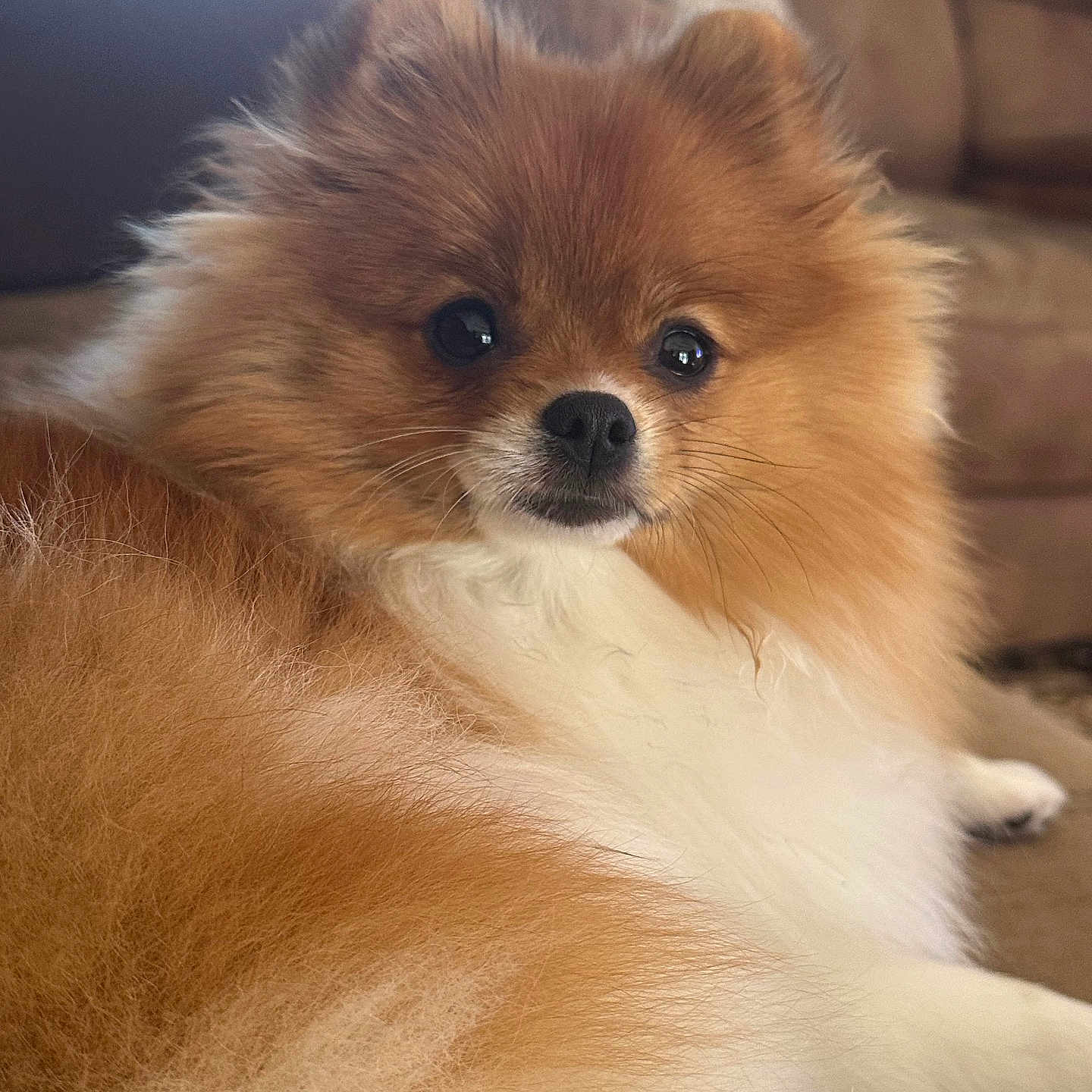Molly joined the competition — help win amazing prizes! dog, pomeranian, fluffy, pet, indoor, couch, fur, animal, cute, face, closeup, brown, white, relaxing, companion, domestic, mammal, portrait, snout, ears