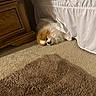 Molly is registered to the contest to win money with this photo: dog, carpet, bed, bed_skirt, wooden_furniture, nightstand, fluffy, small_dog, indoor, cozy, resting, peeking, brown, white, soft_texture, floor, home_interior, pet, cute, relaxed