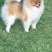 Molly joined the competition — help win amazing prizes! dog, pomeranian, fluffy, grass, outdoor, pet, small_dog, happy, tongue_out, fence, animal, canine, standing, fur, tail, nature, sunlight, playful, mammal, companion