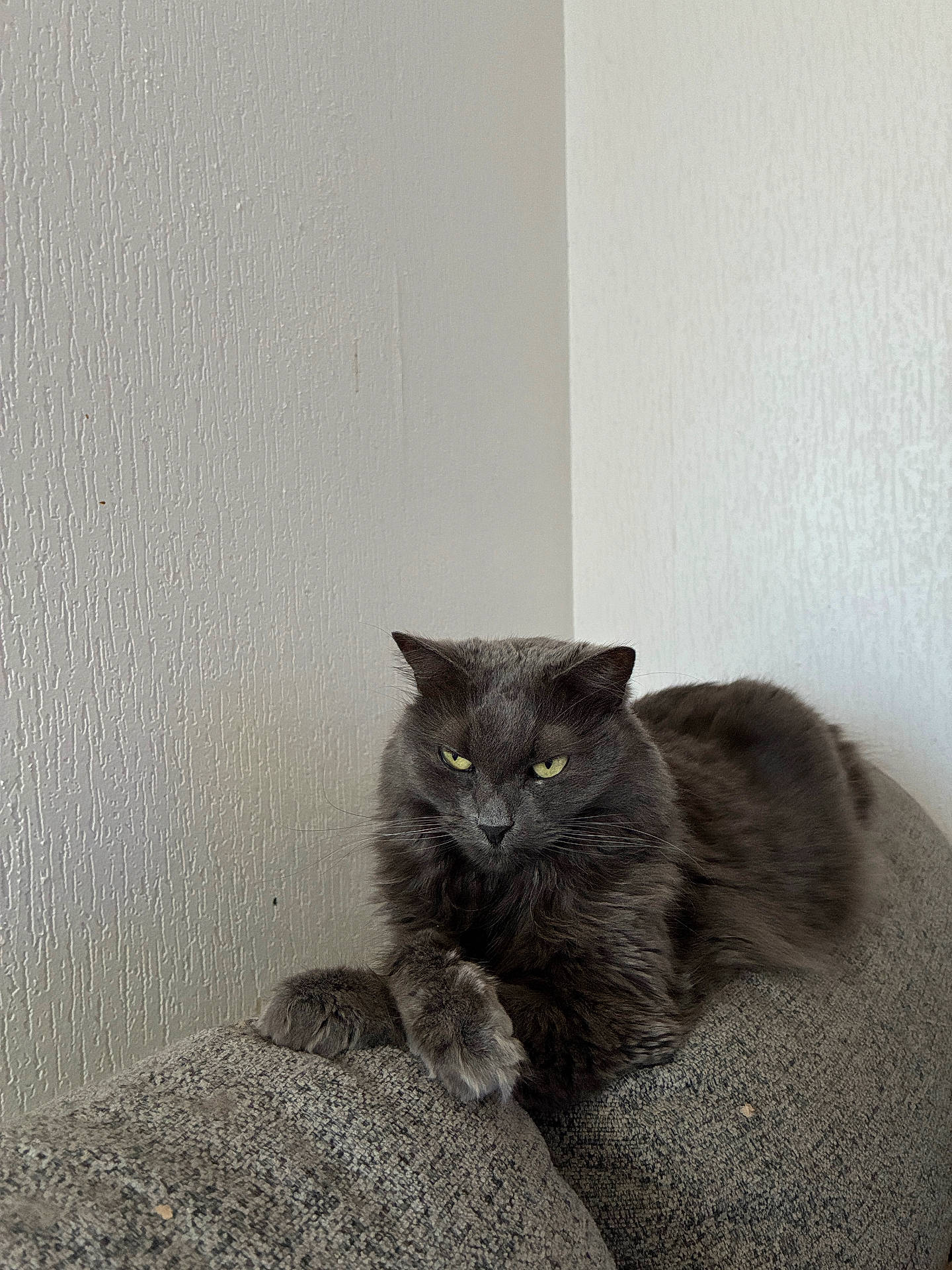 Kona