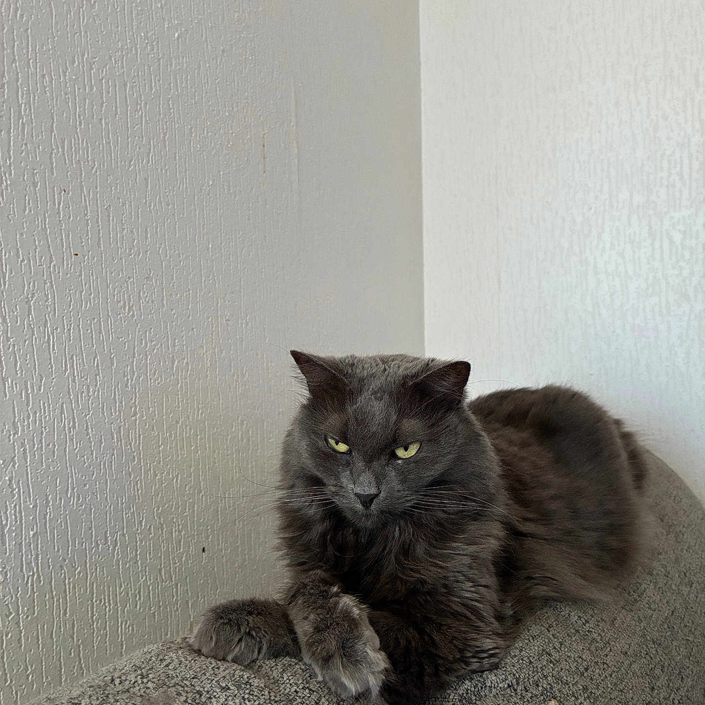 Kona