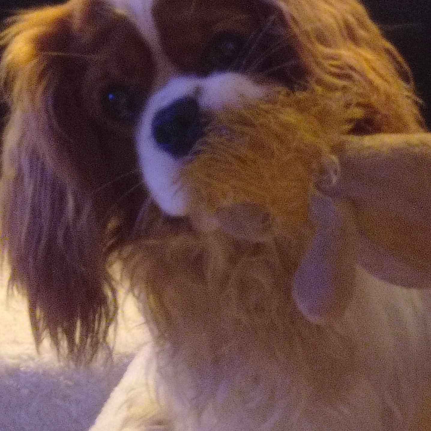 Ma Poupouille