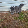 Gris joined the competition — help win amazing prizes! cat, gray_cat, outdoor, grass, dirt, wall, house_siding, pet, animal, fluffy, fur, alert, side_view, nature, ground, domestic_cat, mammal, curious, walking, daylight