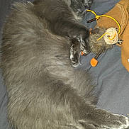 Gris is registered to the contest to win money with this photo: cat, sleeping, gray, fluffy, plush_toy, toy, orange, fur, pet, animal, indoor, resting, cute, cozy, soft, relaxed, closeup, bed, fabric, sleep