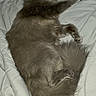 Gris joined the competition — help win amazing prizes! cat, gray_cat, sleeping, fluffy, pet, animal, indoor, blanket, bed, resting, fur, cozy, cute, relaxing, paw, whiskers, tail, domestic_cat, mammal, feline