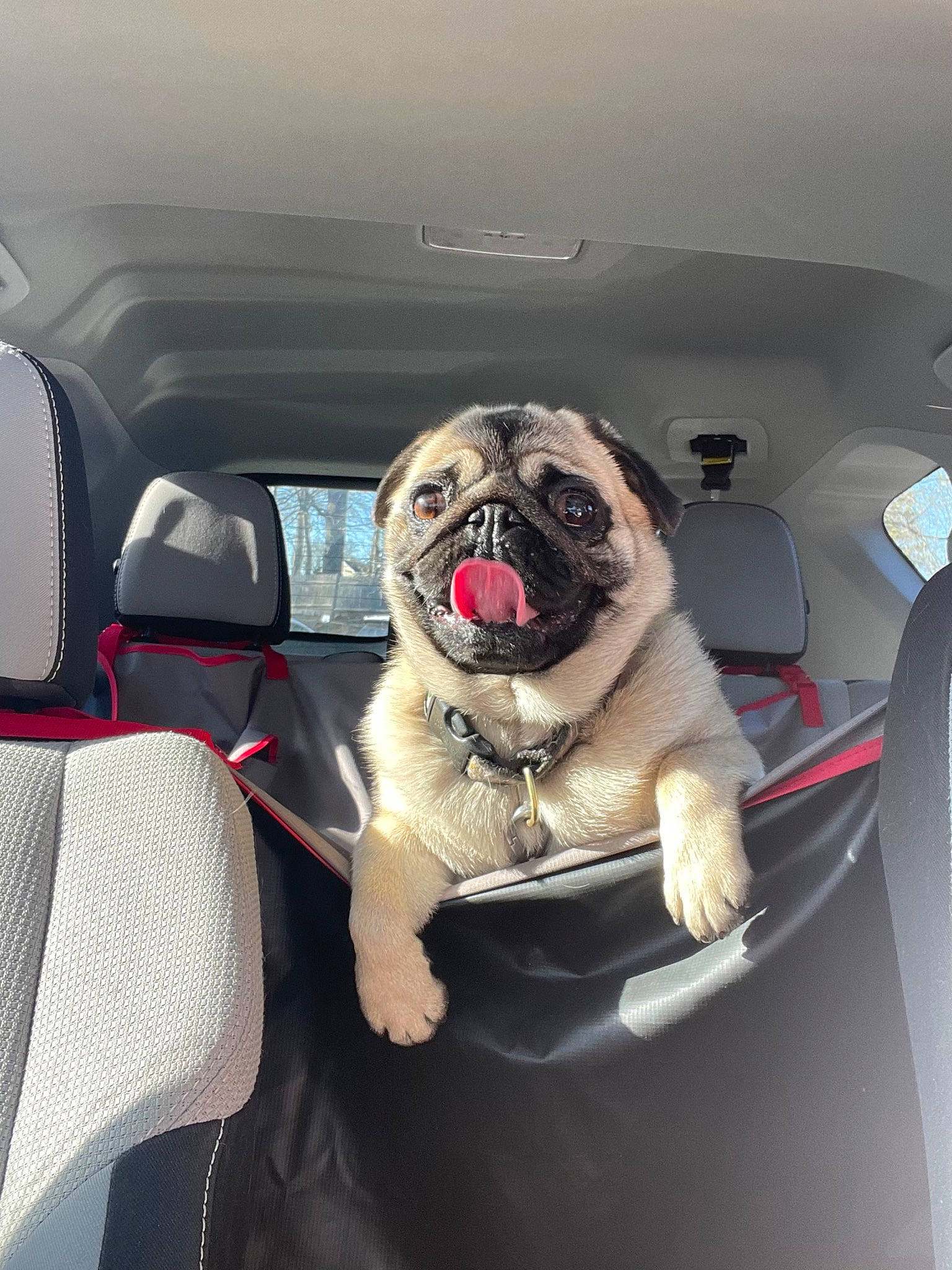 Posey joined the competition — help win amazing prizes! auto_part, automotive_design, automotive_exterior, automotive_lighting, automotive_mirror, automotive_tire, bumper, car, carnivore, collar, companion_dog, dog, dog_breed, fawn, motor_vehicle, personal_luxury_car, pug, snout, tints_and_shades, vehicle_door