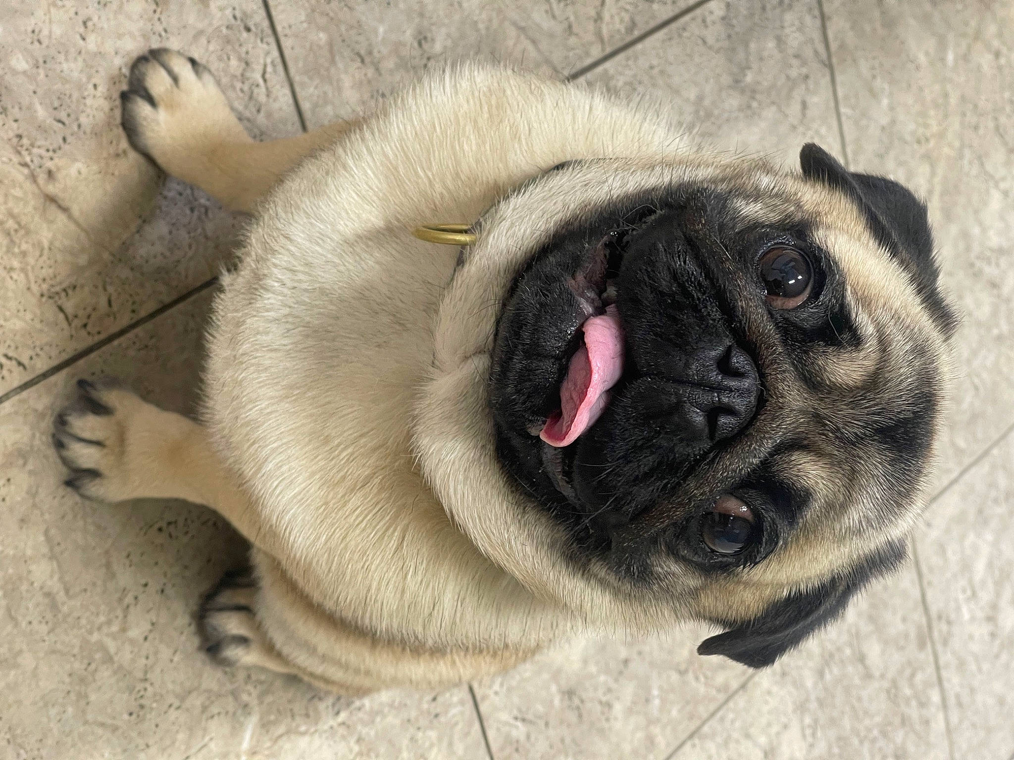 Posey joined the competition — help win amazing prizes! ancient_dog_breeds, canidae, carnivore, companion_dog, dog, dog_breed, ear, eye, fawn, fur, non_sporting_group, paw, pug, puppy, sporting_group, terrestrial_animal, toy_dog, whiskers, working_animal, wrinkle