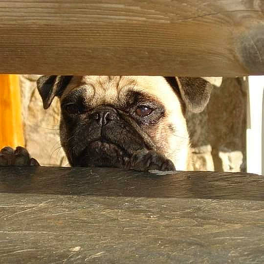 Cali a rejoint le concours — aidez-le/la à gagner de superbes lots ! bored, canidae, carnivore, comfort, companion_dog, dog, dog_breed, fawn, fur, hardwood, non_sporting_group, pug, snout, sporting_group, terrestrial_animal, toy_dog, whiskers, wood, working_animal, wrinkle