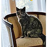 animal, backlight, calico, cat, chair, cushion, emoji, furniture, gray_fur, home, indoor, natural_light, pet, photography, portrait, rain, serious_expression, sitting, text_overlay, window