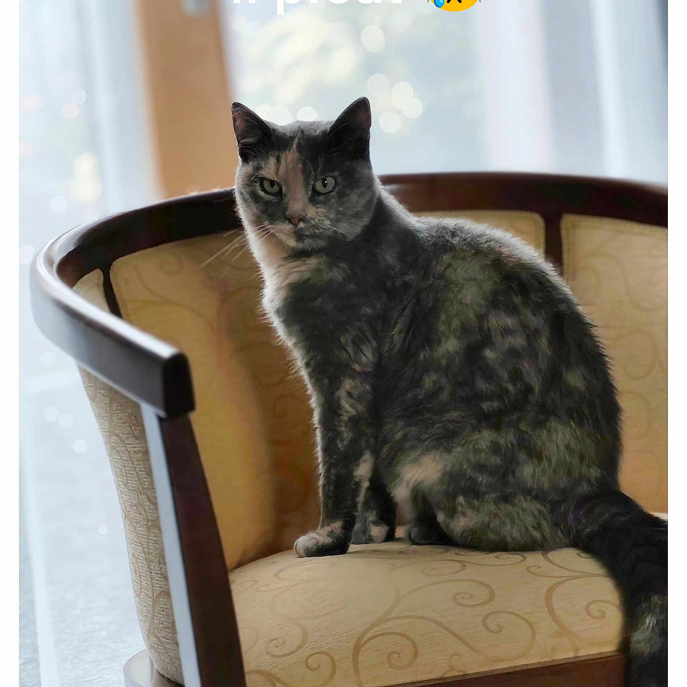 Myrtille