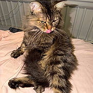Jade joined the competition — help win amazing prizes! animal, bed, blanket, cat, cute, ears, feline, fluffy, fur, indoor, paw, pet, playful, relaxed, sitting, striped, tabby, tail, tongue_out, whiskers