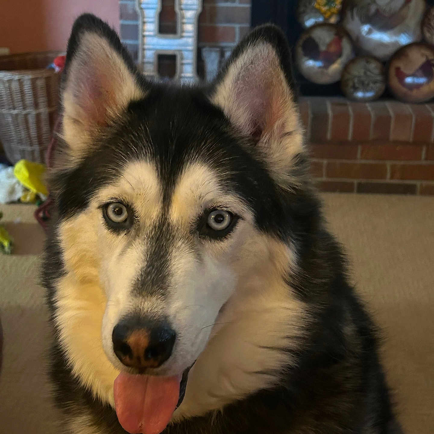 Sakari joined the competition — help win amazing prizes! animal, ball, bodypart, brick, canine, dog, eskimodog, fireplace, football, husky, indoors, interiordesign, mouth, person, pet, puppy, soccer, soccerball, sport, whitedog