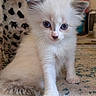 kitten, cat, blue_eyes, white_fur, fluffy, pet, indoor, carpet, leopard_print, curious, young_animal, small, cute, whiskers, paw, feline, domestic_animal, animal_portrait, soft, playful