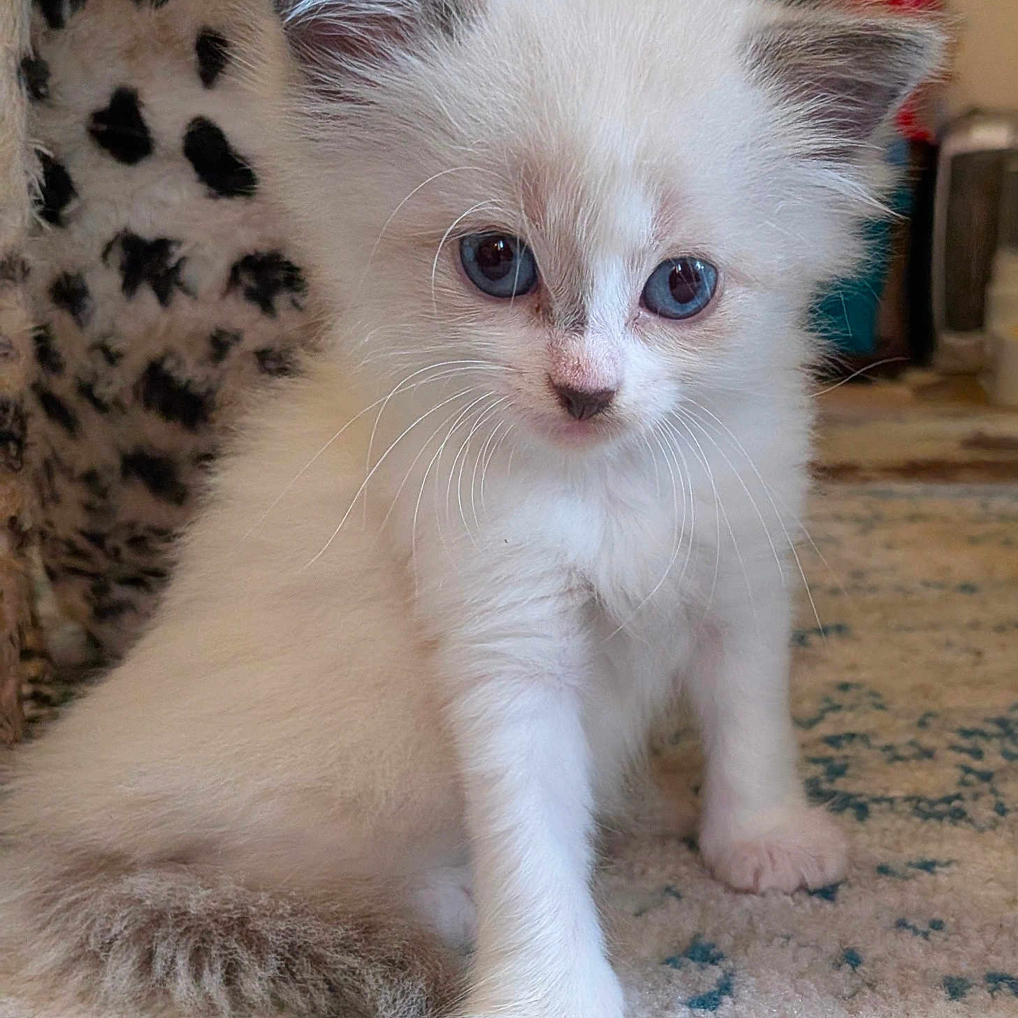 Queenie joined the competition — help win amazing prizes! kitten, cat, blue_eyes, white_fur, fluffy, pet, indoor, carpet, leopard_print, curious, young_animal, small, cute, whiskers, paw, feline, domestic_animal, animal_portrait, soft, playful