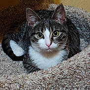 Elizabeth Monge joined the competition — help win amazing prizes! cat, tabby_cat, pet, feline, animal, indoor, cozy, cat_bed, resting, looking, curious, ears, whiskers, fur, eyes, pink_nose, domestic_cat, cute, comfortable, relaxed