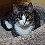cat, tabby_cat, pet, feline, animal, indoor, cozy, cat_bed, resting, looking, curious, ears, whiskers, fur, eyes, pink_nose, domestic_cat, cute, comfortable, relaxed