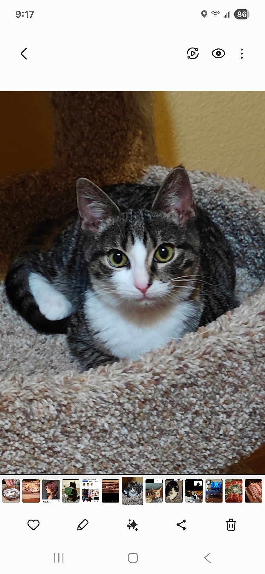 Elizabeth Monge joined the competition — help win amazing prizes! cat, tabby_cat, pet, feline, animal, indoor, cozy, cat_bed, resting, looking, curious, ears, whiskers, fur, eyes, pink_nose, domestic_cat, cute, comfortable, relaxed