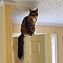 cat, tabby_cat, pet, indoor, door, perched, tail, curious, green_eyes, feline, household, portrait, balancing, white_paws, ceiling, molding, natural_light, vertical, entryway, wooden_door