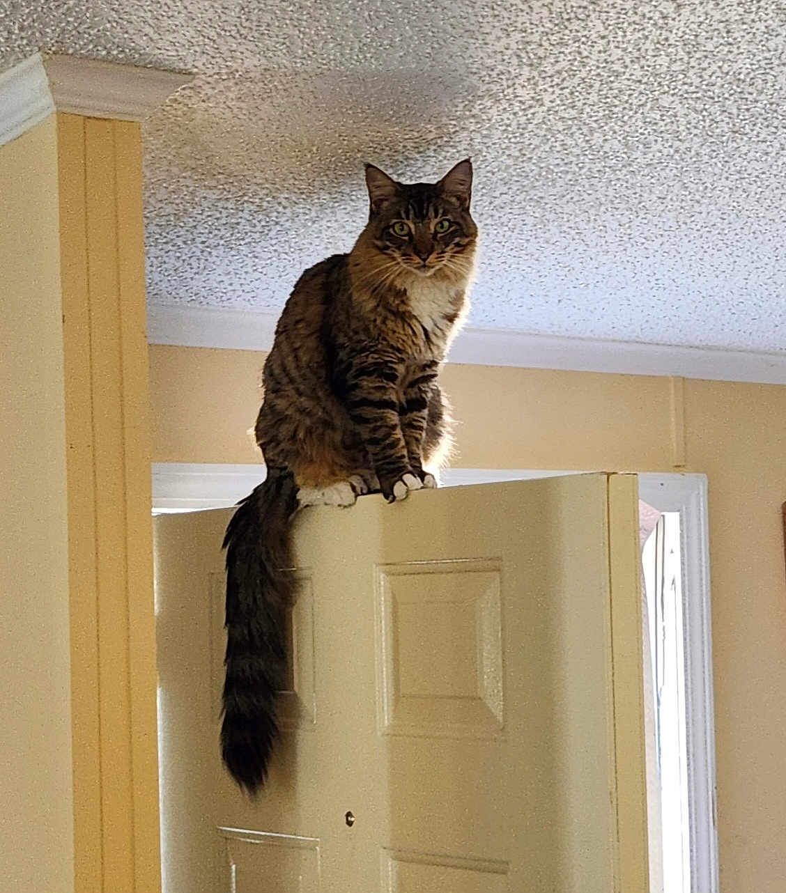 Keanu is registered to the contest to win money with this photo: cat, tabby_cat, pet, indoor, door, perched, tail, curious, green_eyes, feline, household, portrait, balancing, white_paws, ceiling, molding, natural_light, vertical, entryway, wooden_door