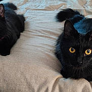 Thelma And Louise is registered to the contest to win money with this photo: black_cat, cat, pair_of_cats, yellow_eyes, whiskers, fur, bed, blanket, bedding, lying_down, close_up, indoor, pet, feline, gaze, portrait, soft_texture, domestic_animal, two_animals, cute