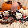 Ezra is registered to the contest to win money with this photo: baby, infant, child, cat, white_cat, pumpkin, orange_pumpkin, white_pumpkin, halloween, garland, pacifier, onesie, costume, fabric_backdrop, indoor, portrait, pet, festive, seasonal, cute