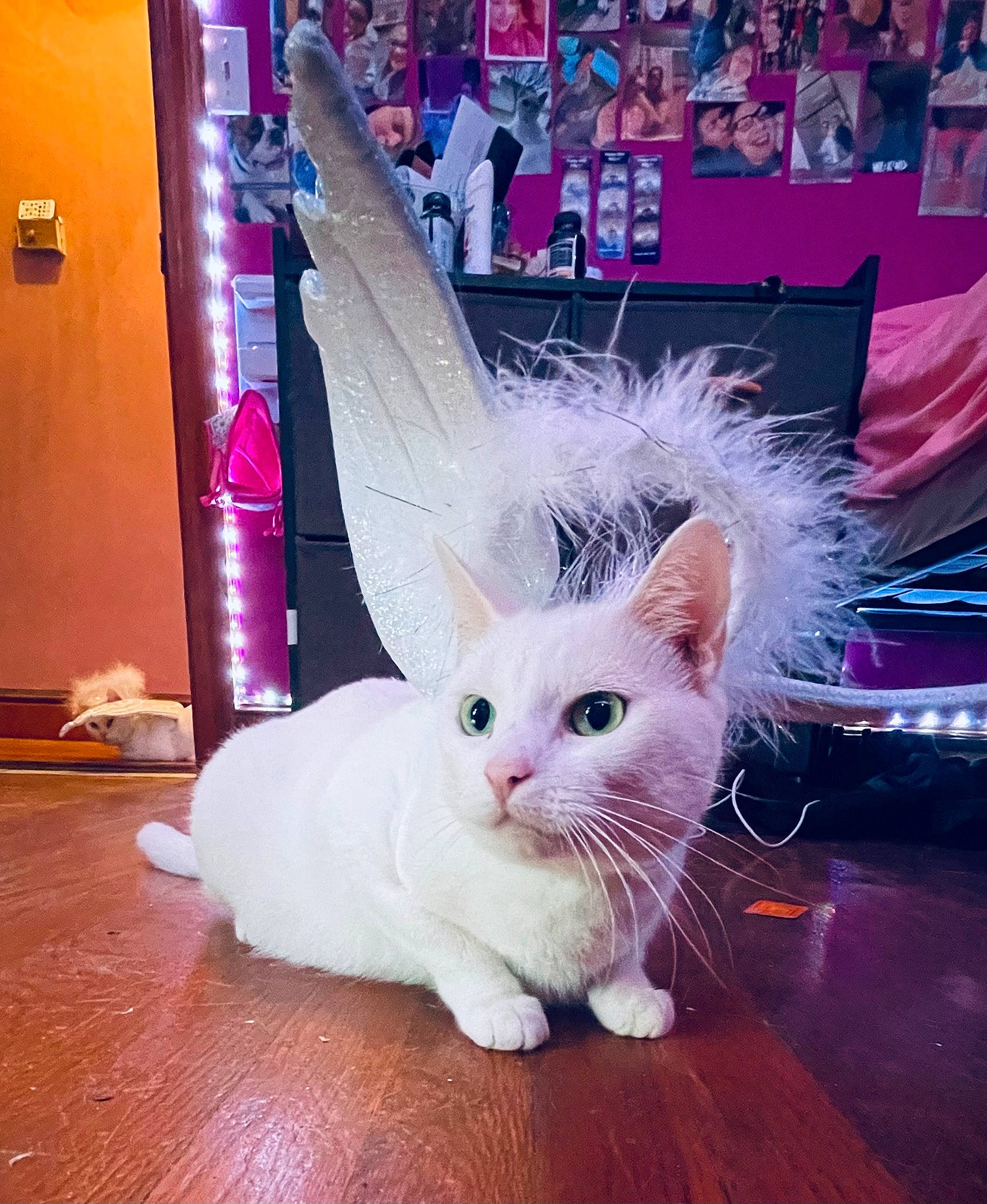 Skylar joined the competition — help win amazing prizes! carnivore, cat, companion_dog, domestic_short_haired_cat, event, felidae, flooring, foot, fur, hardwood, laminate_flooring, magenta, paw, photo_caption, purple, small_to_medium_sized_cats, tail, whiskers, wood, wood_flooring