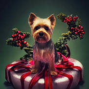 Charlie Champa joined the competition — help win amazing prizes! dog, yorkshire_terrier, pet, animal, festive, holiday, decoration, ribbon, red_berries, greenery, cushion, silver, cute, portrait, studio_lighting, background_blur, small_dog, fluffy, celebration, christmas