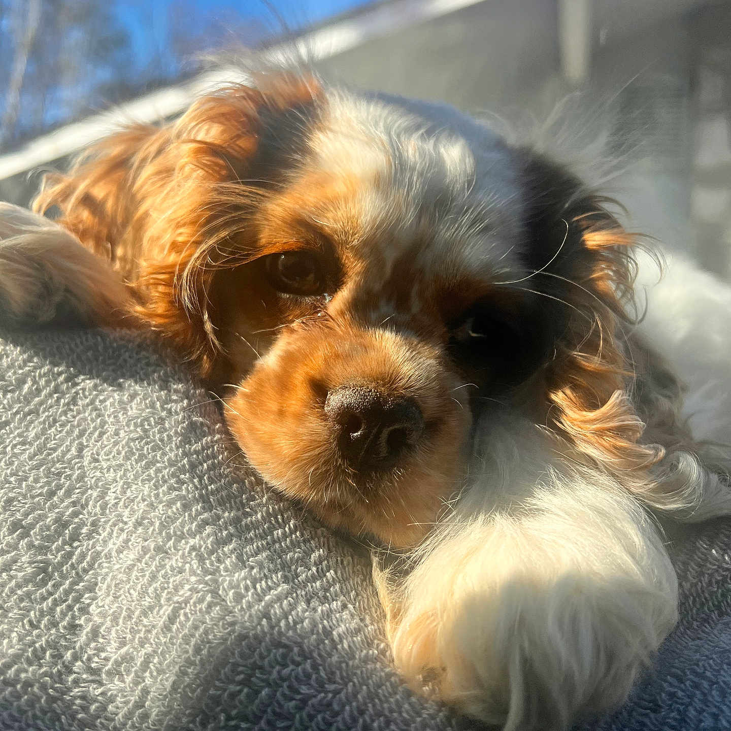 Rosie joined the competition — help win amazing prizes! animal, canine, cockerspaniel, dog, hound, papillon, person, pet, poodle, puppy, sleeping, terrier