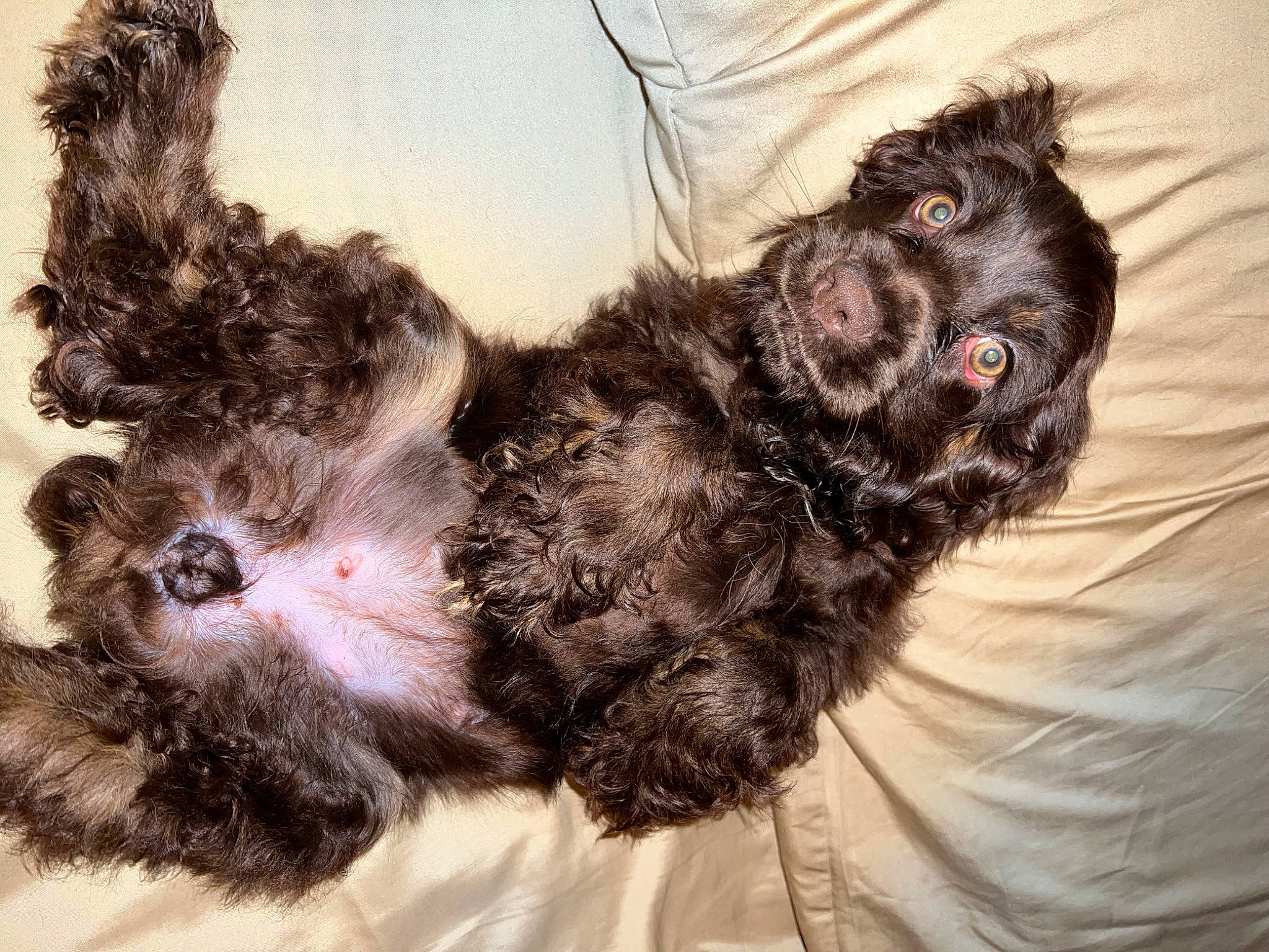 Cocoa joined the competition — help win amazing prizes! canidae, carnivore, companion_dog, dog, dog_breed, dog_supply, fawn, fur, liver, non_sporting_group, paw, puppy, puppy_love, snout, sporting_group, tail, terrier, toy_dog, whiskers, working_animal