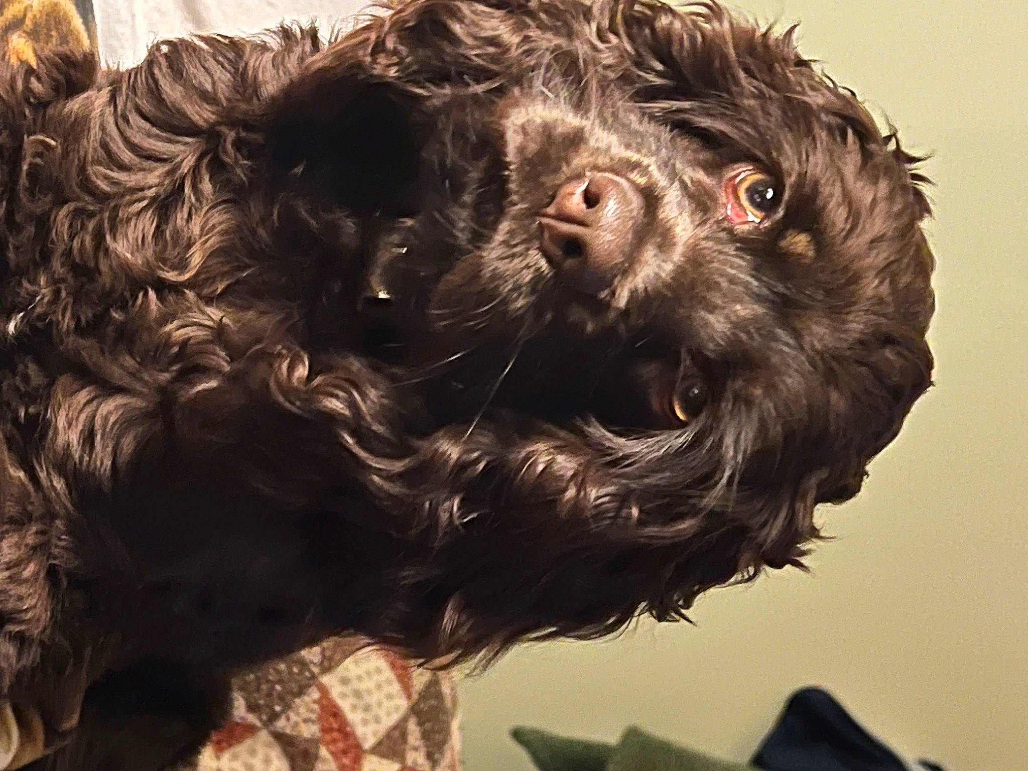 Cocoa joined the competition — help win amazing prizes! canidae, carnivore, companion_dog, dog, dog_breed, fur, labradoodle, liver, non_sporting_group, pont_audemer_spaniel, snout, sporting_group, terrier, toy_dog, water_dog, working_animal