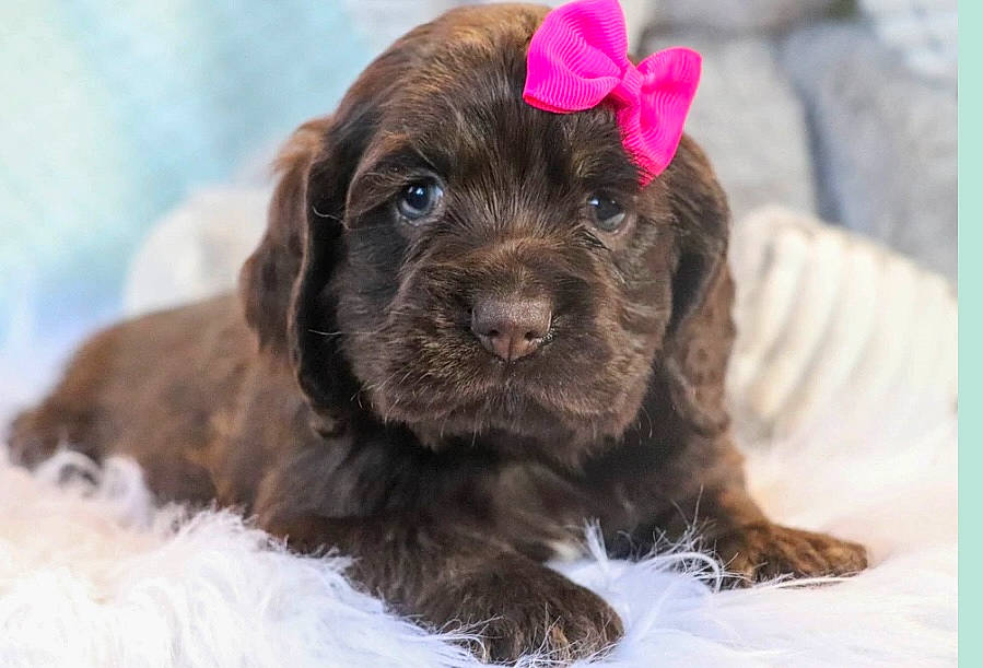 Cocoa joined the competition — help win amazing prizes! borador, canidae, carnivore, collar, companion_dog, dog, dog_breed, dog_collar, fang, fur, hunting_dog, liver, puppy, retriever, snout, snow, sporting_group, terrestrial_animal, whiskers, working_animal