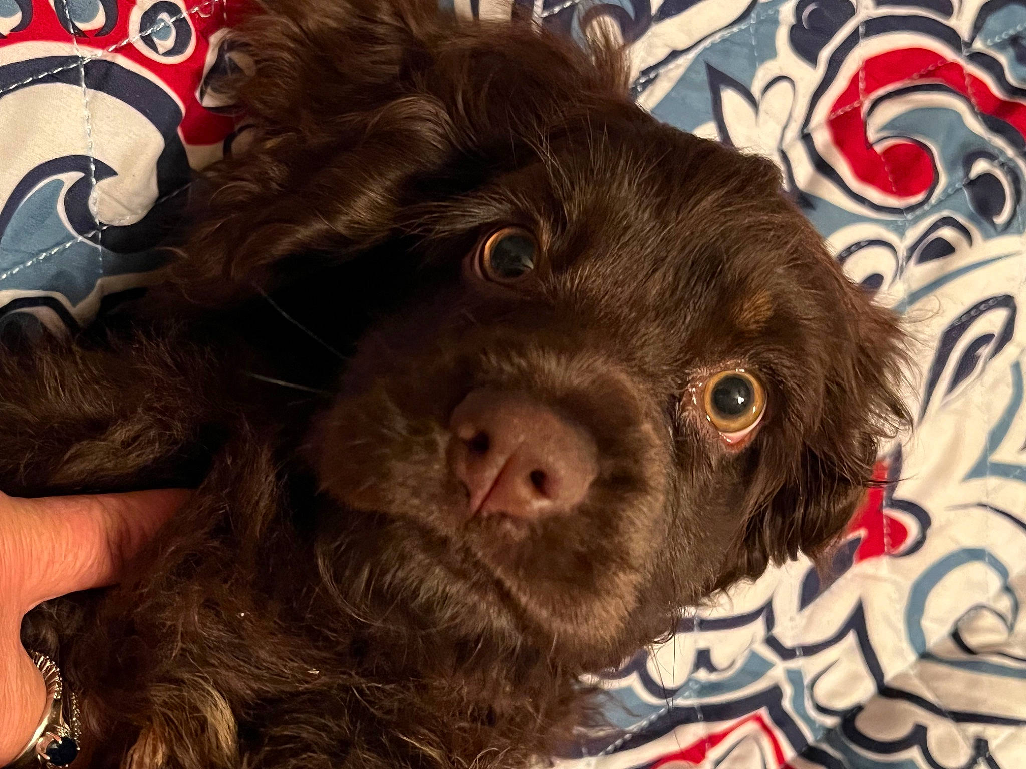 Cocoa joined the competition — help win amazing prizes! canidae, carnivore, cocker_spaniel, companion_dog, dog, dog_breed, ear, fur, gesture, gun_dog, liver, murray_river_curly_coated_retriever, pointing_breed, puppy, retriever, snout, spaniel, sporting_group, whiskers, working_animal